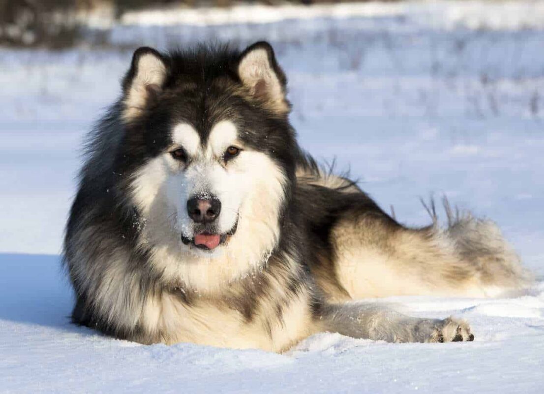 سگ نژاد آلاسکن مالاموت ( هاسکی یا آلاسکایی یا قطبی یا سورتمه)
