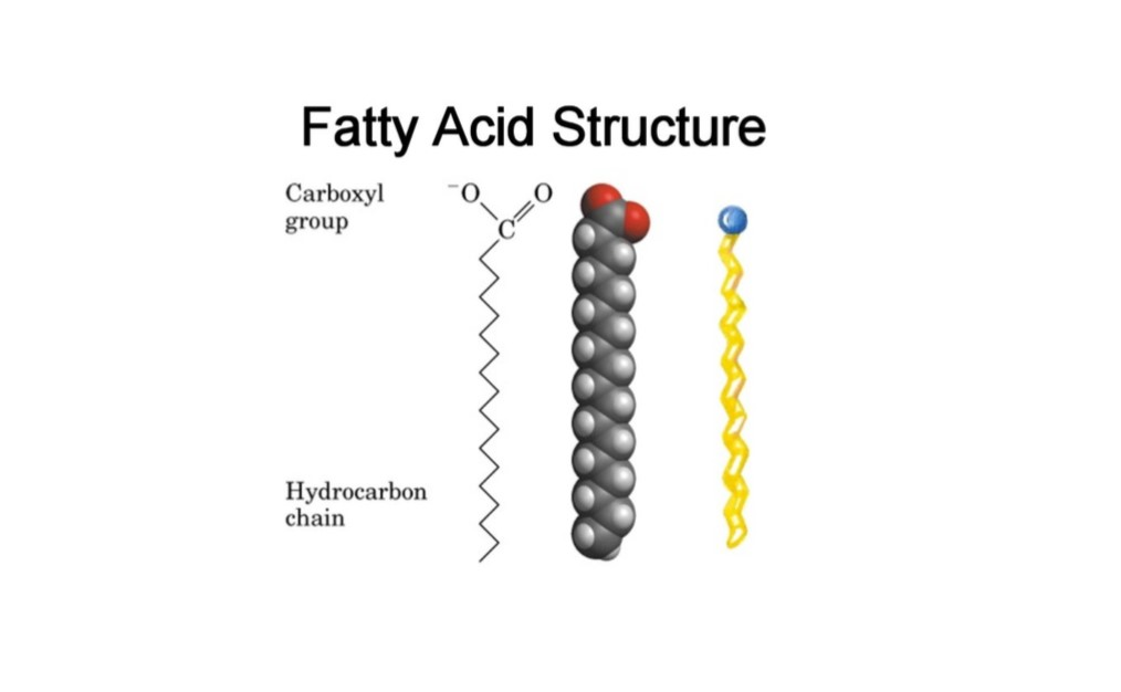 اسید چرب چیست؟ آشنایی با انواع اسید چرب